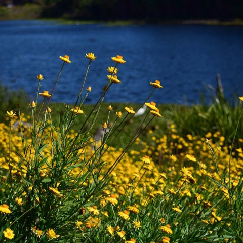 daisy day image